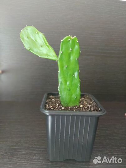 Опунция (кактусы, суккуленты)