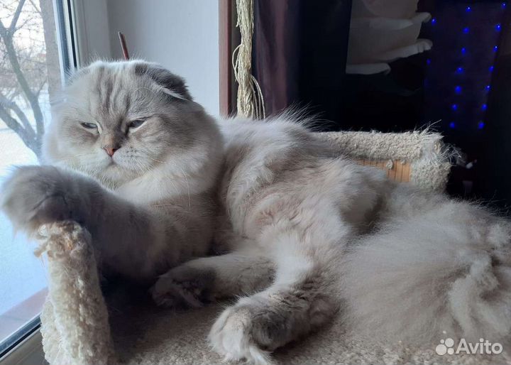 Кот на вязку