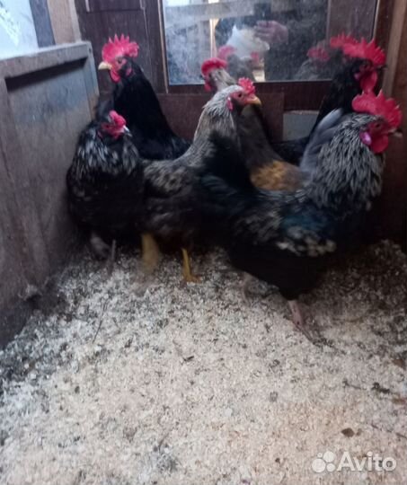 Молодые петухи