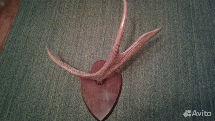 Пано из рога лося