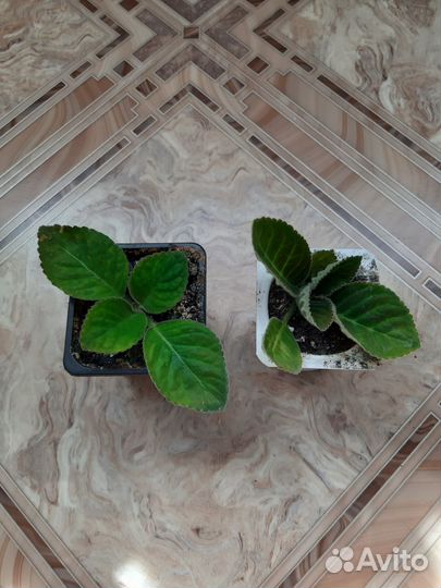 Глоксиния детка