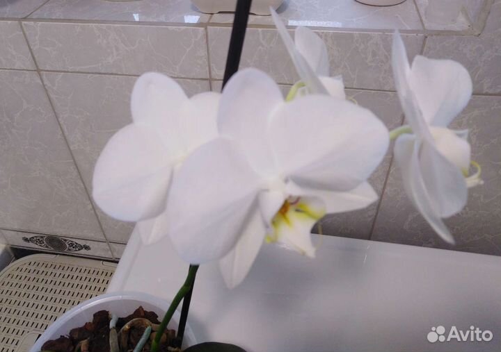 Орхидея фаленопсис
