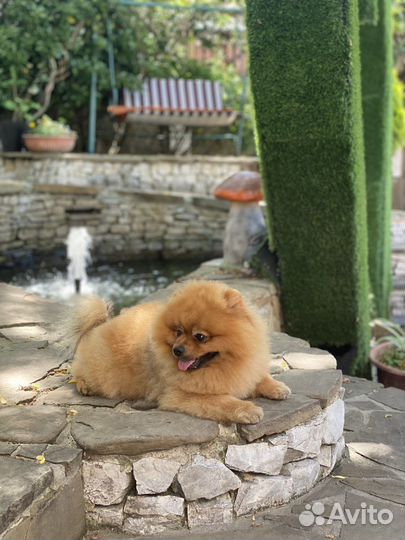 Шпиц вязка мальчик