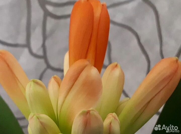 Кливия киноварная