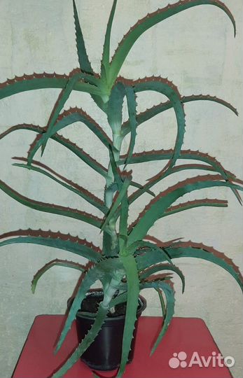 Алоэ древовидное