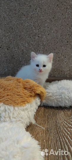 Котята отдам в добрые руки бесплатно