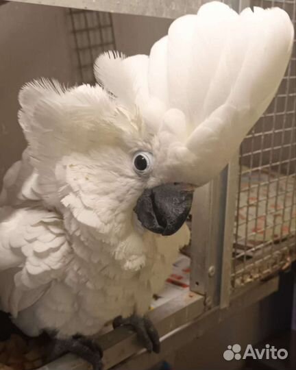 Какаду птенцы 4-5 мес