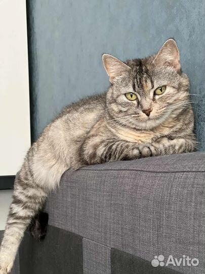 Ласковая кошка в добрые руки