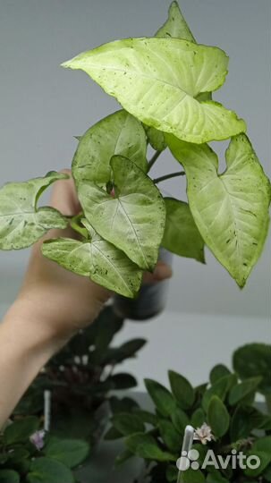 Сингониум Фриклес