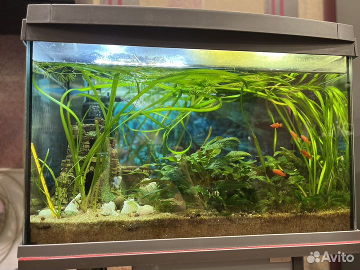 Готовый аквариум тетра