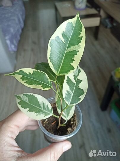 Фикусы Бенджамина(разные сорта)