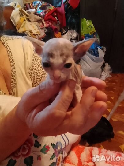 Кошечка сфинкс