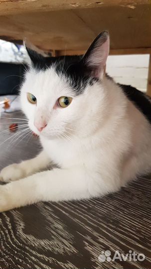 Кот Василий