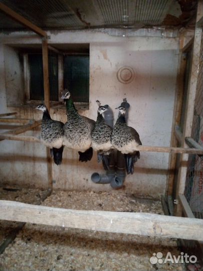 Продаются павлинята