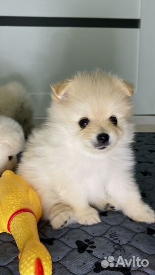 Щенки немецкого шпица