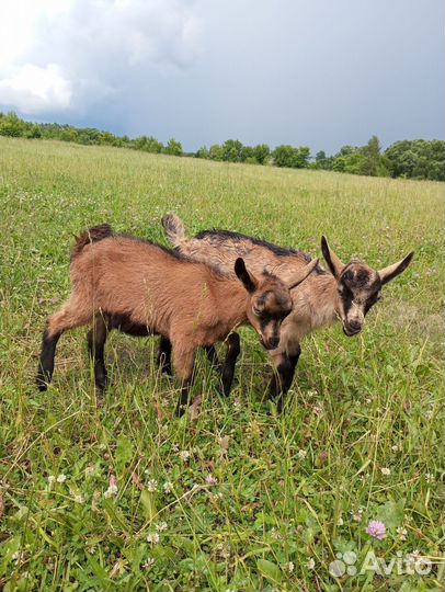 Чешские племенные козлята