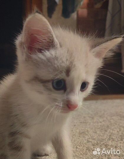 Котёнок милашка