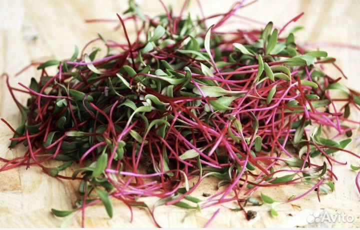 Микрозелень