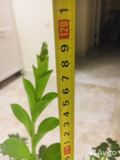 Замиокулькас