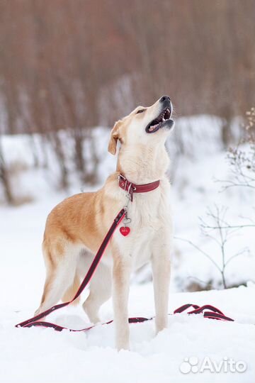 Собака в добрые руки