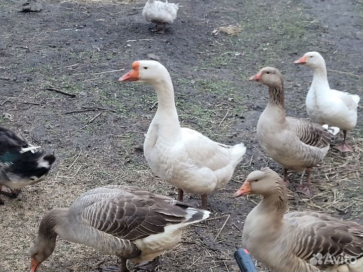 Продам гусей
