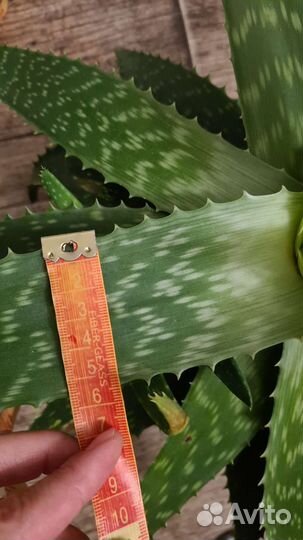 Алоэ 4 года, трехлетний