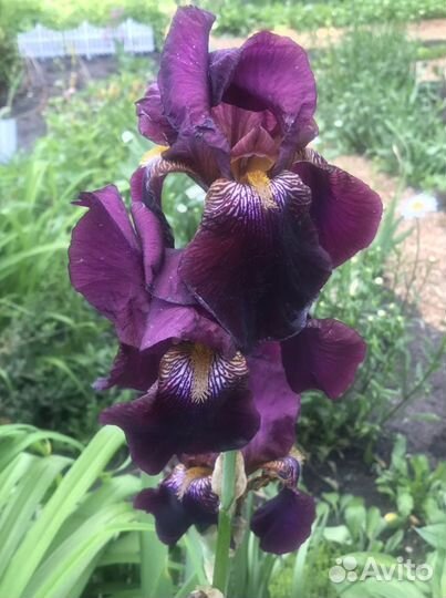 Ирисы сортовые. Ачиток