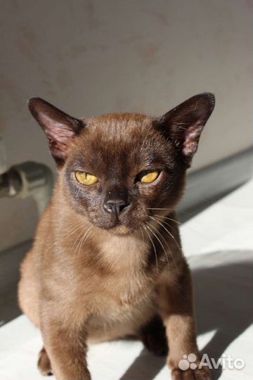 Котята бурмы