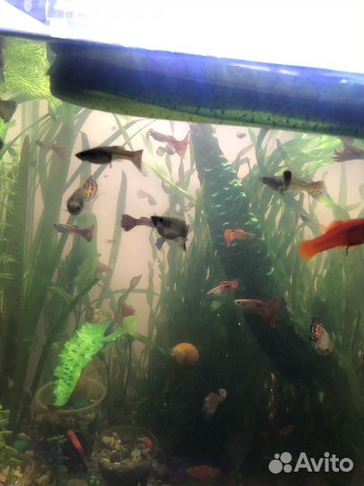 Аквариумные рыбки