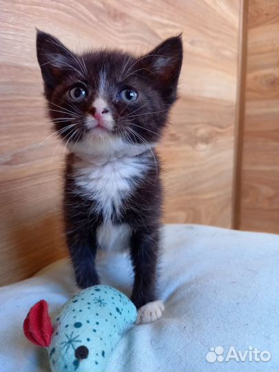 Кнопки малыши ищут дом