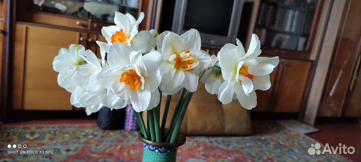 Луковицы нарциссов