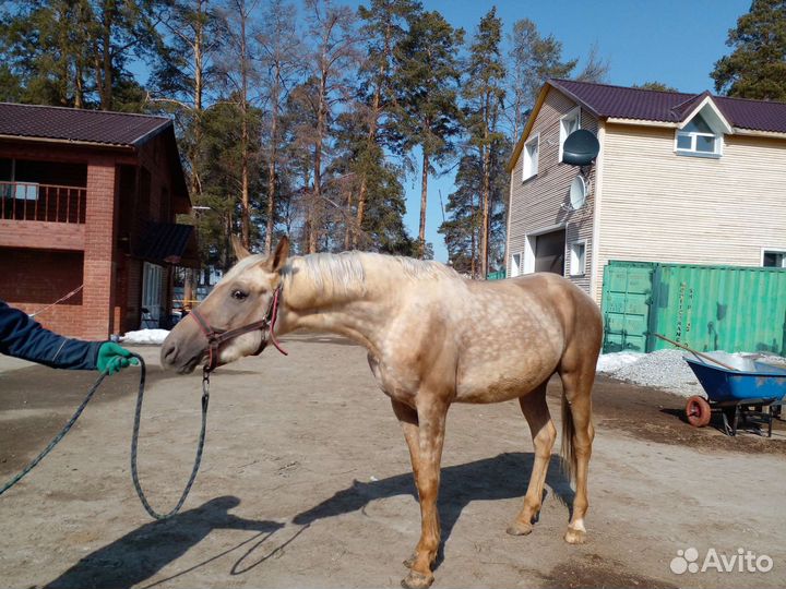 Донской жеребец