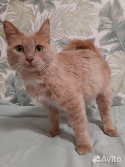Рыжий кот в добрые руки