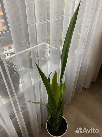 Сансевиерия (щучий хвост, тёщин язык)