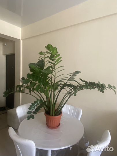 Замиокулькас(Долларовое дерево)