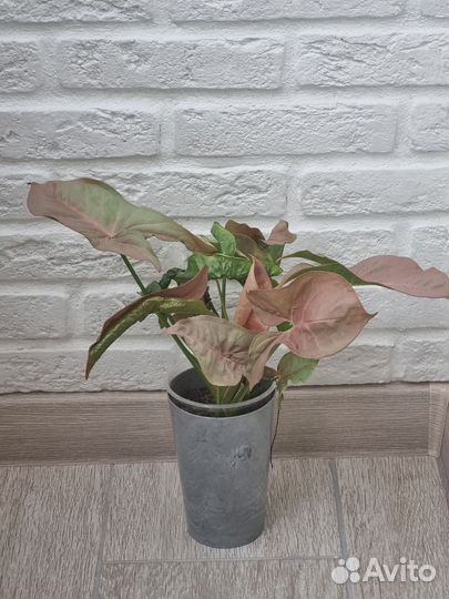 Сингониум неон пинк