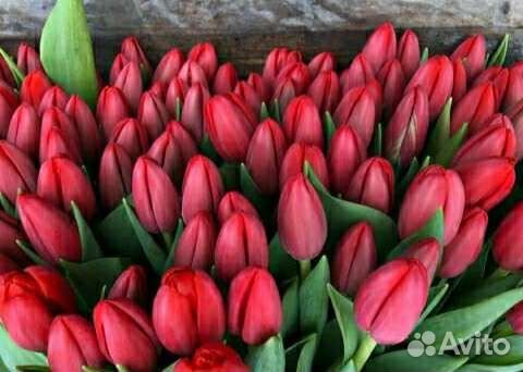 Тюльпаны к 8 марта оптом