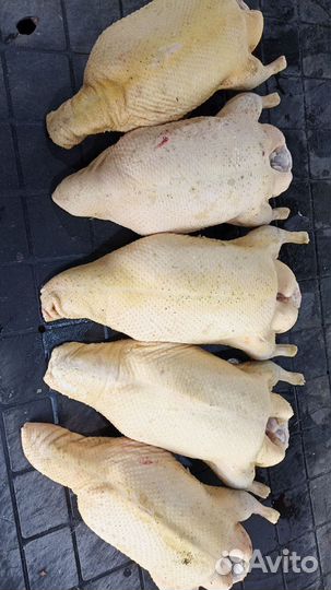 Мясо курицы бройлер, бульонная, утка