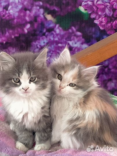 Отдам котят в добрые руки