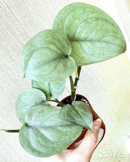 Сциндапсусы сортовые