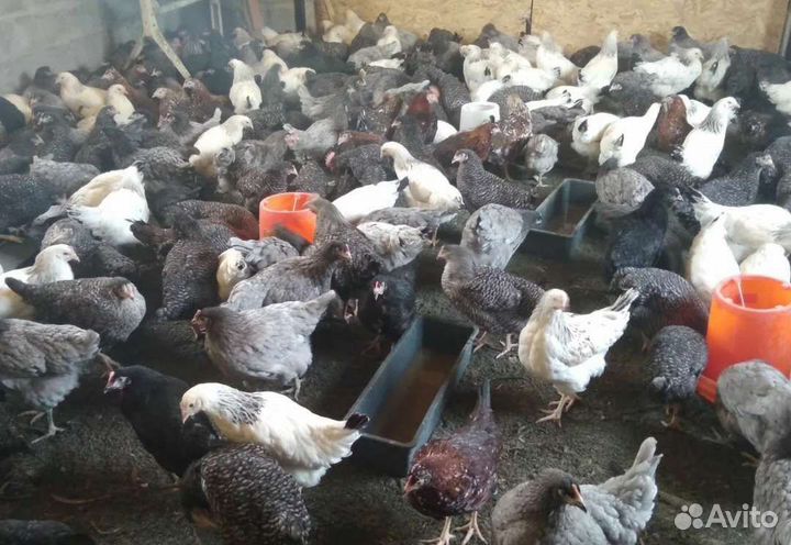 Бройлер, Утки, Гуси, муларды, куры