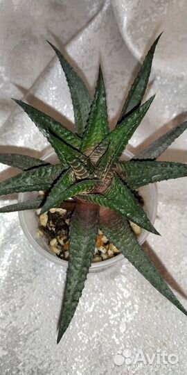 Суккуленты