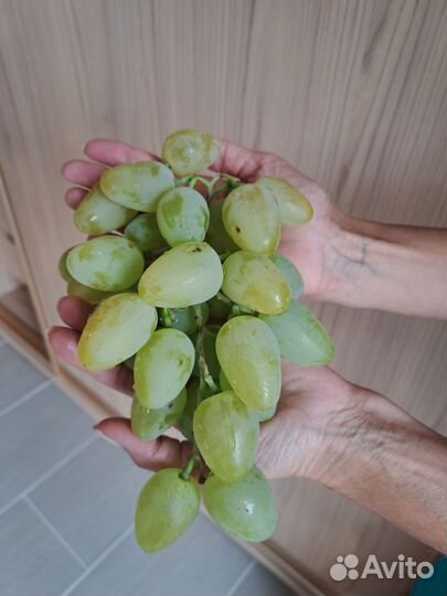 Саженцы винограда