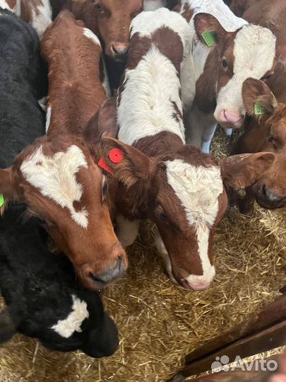 Телята бычки скот с доставкой до двора