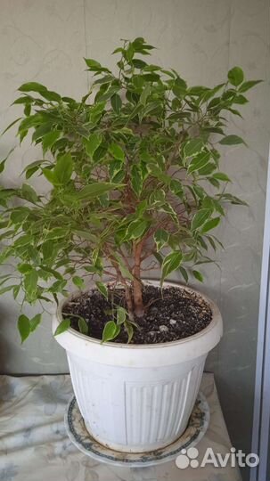 Фикус бенджамина