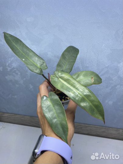 Филодендроны