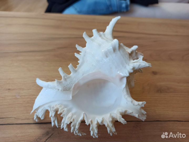 Морская раковина