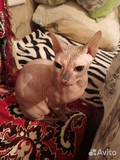 Донской сфинкс