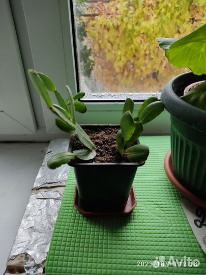 Декабрист шлюмбергера