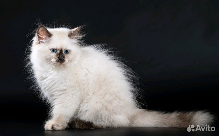 Котята невачки